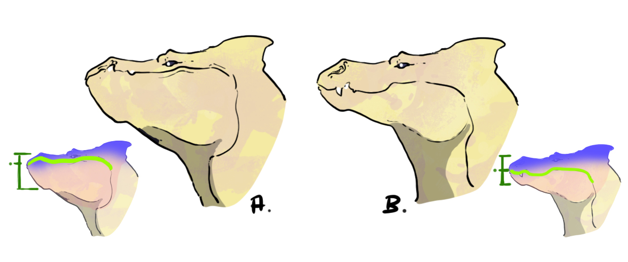 dessiner la mâchoire du dragon