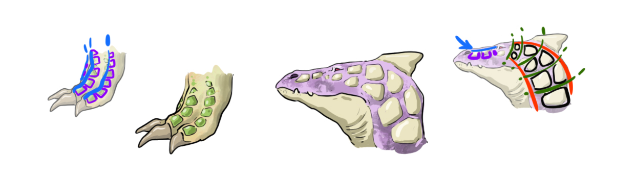 exemples d'un dessin de plaques écailleuses