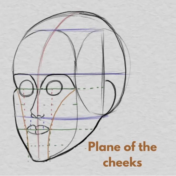 drawing the chin and the proportions of the face