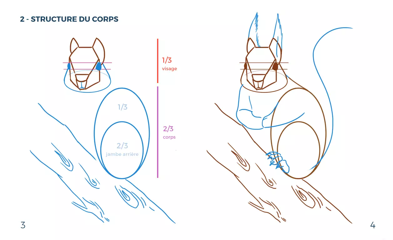 dessin de la structure du corps d’un écureuil