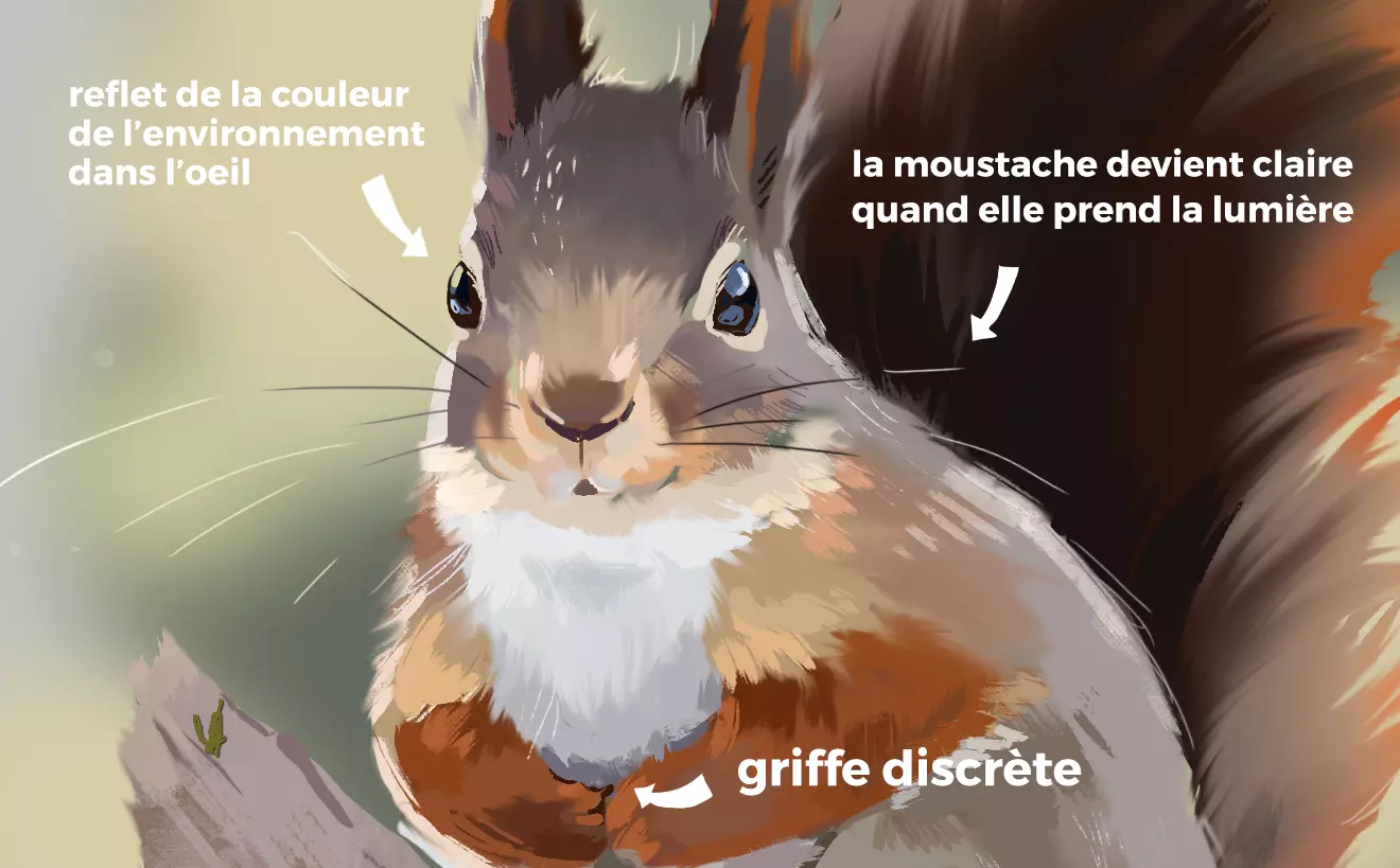 dessin des détails d’un écureuil roux