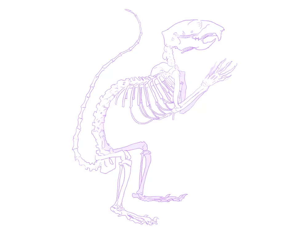 dessin de l’ossature d’un écureuil