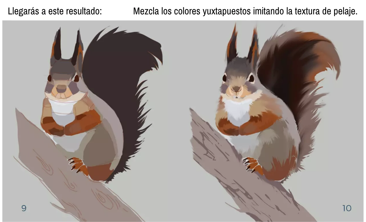 dibujo de los detalles de una ardilla