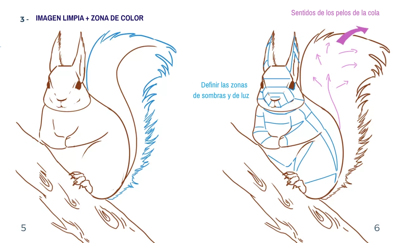 dibujar los colores de una ardilla