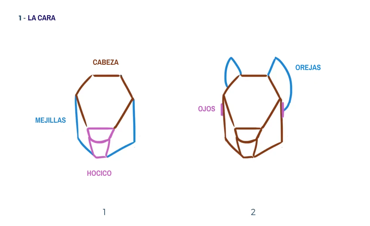 dibujo de la estructura del cuerpo de una ardilla