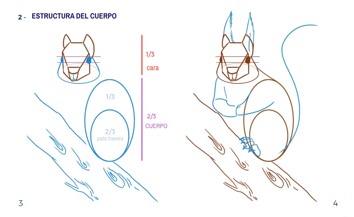 dibujo de las zonas de color de una ardilla