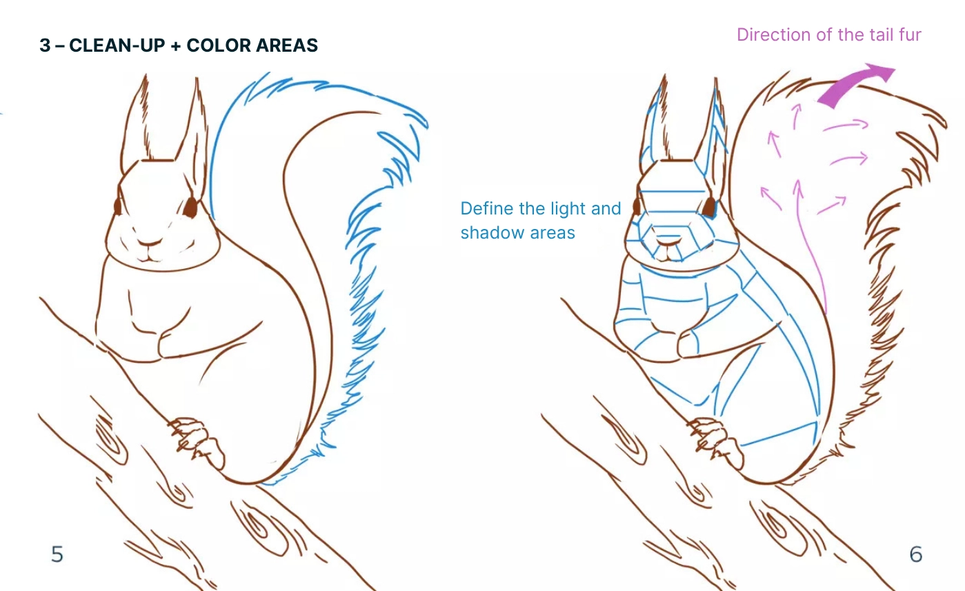 drawing of the color areas of a squirrel