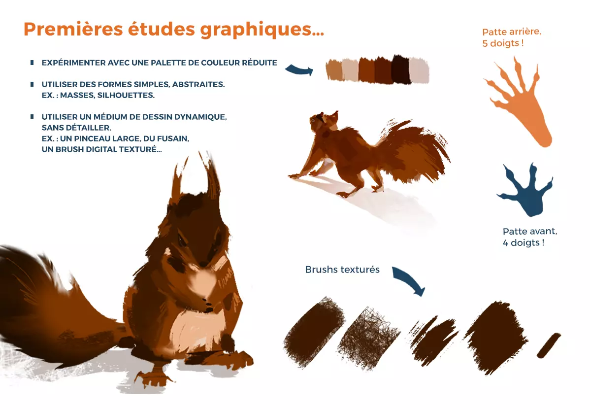 image des différentes couleurs d’un écureuil