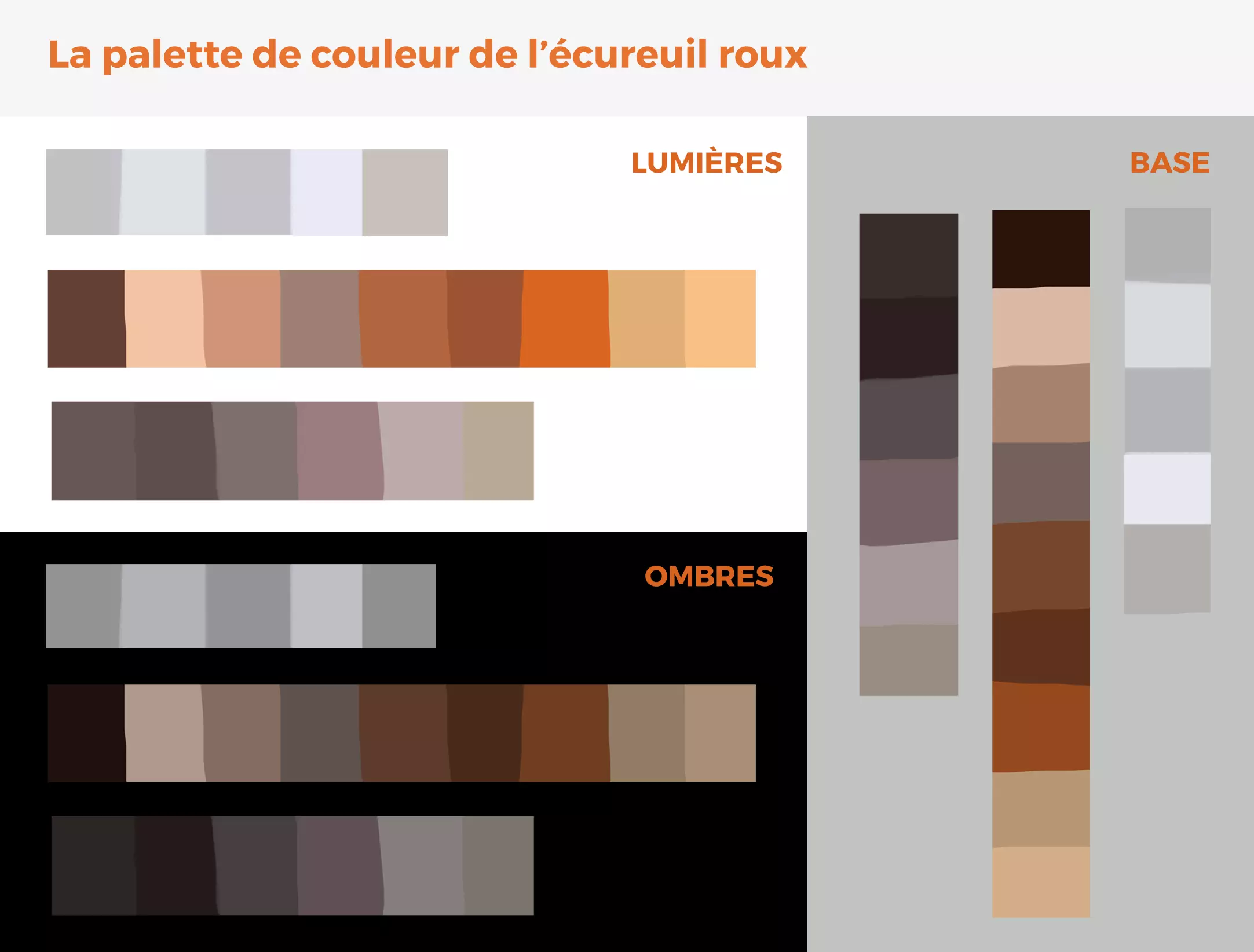 la palette de couleur de l’écureuil