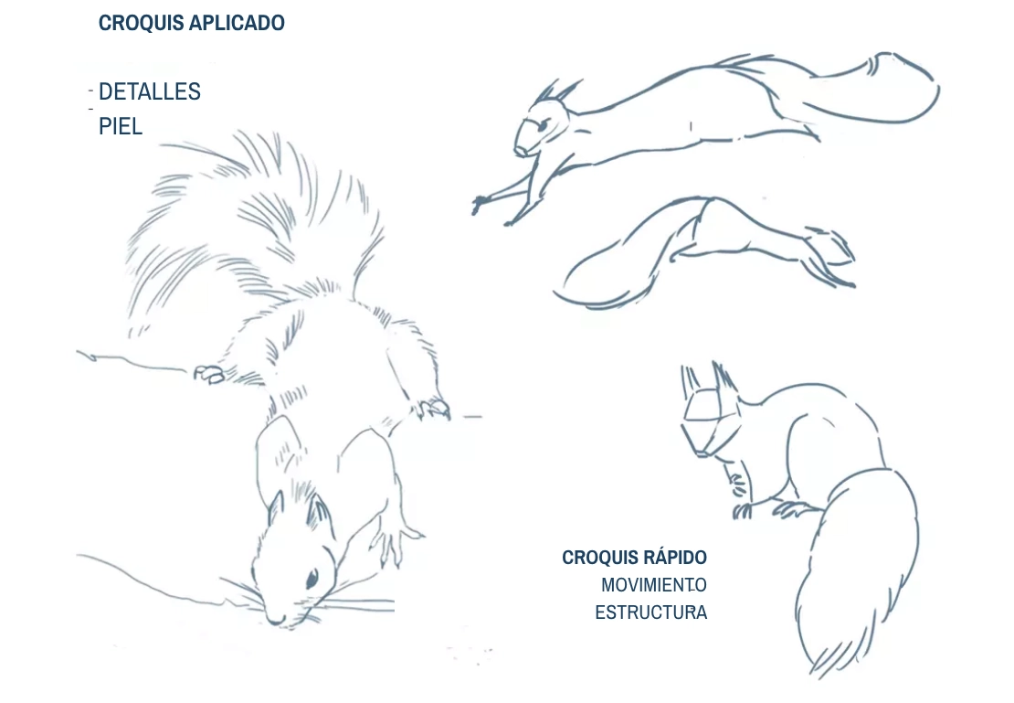 imagen de las posturas de una ardilla