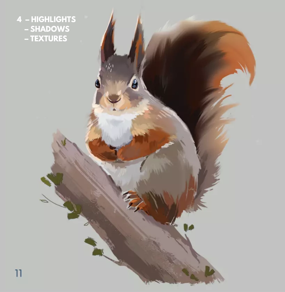 drawing details of a squirrel