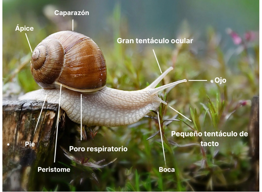 la anatomía del caracol