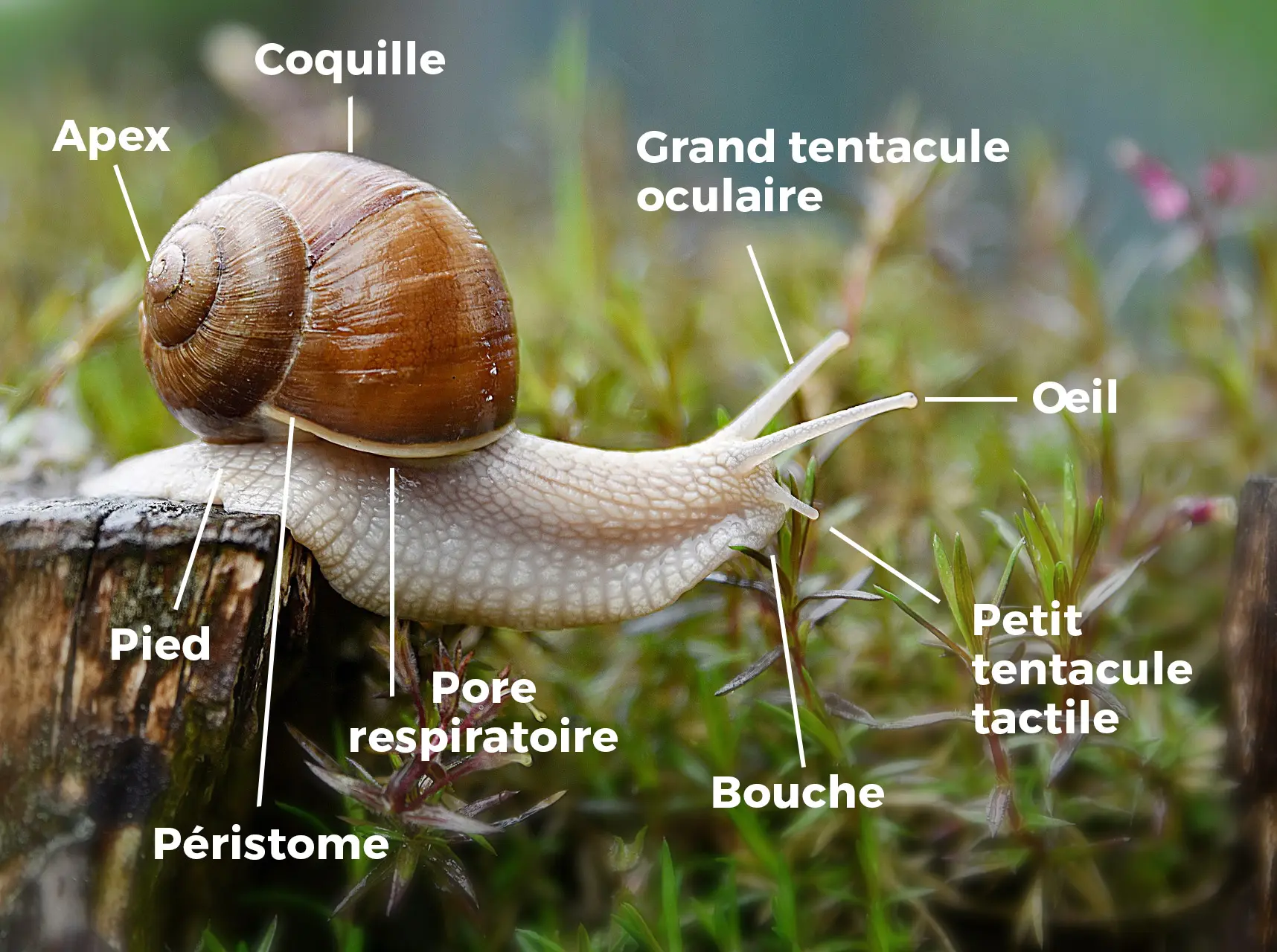 l’anatomie de l’escargot