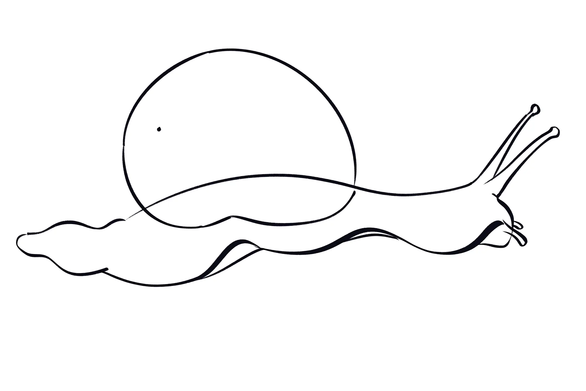 dessin de l’apex d’un escargot