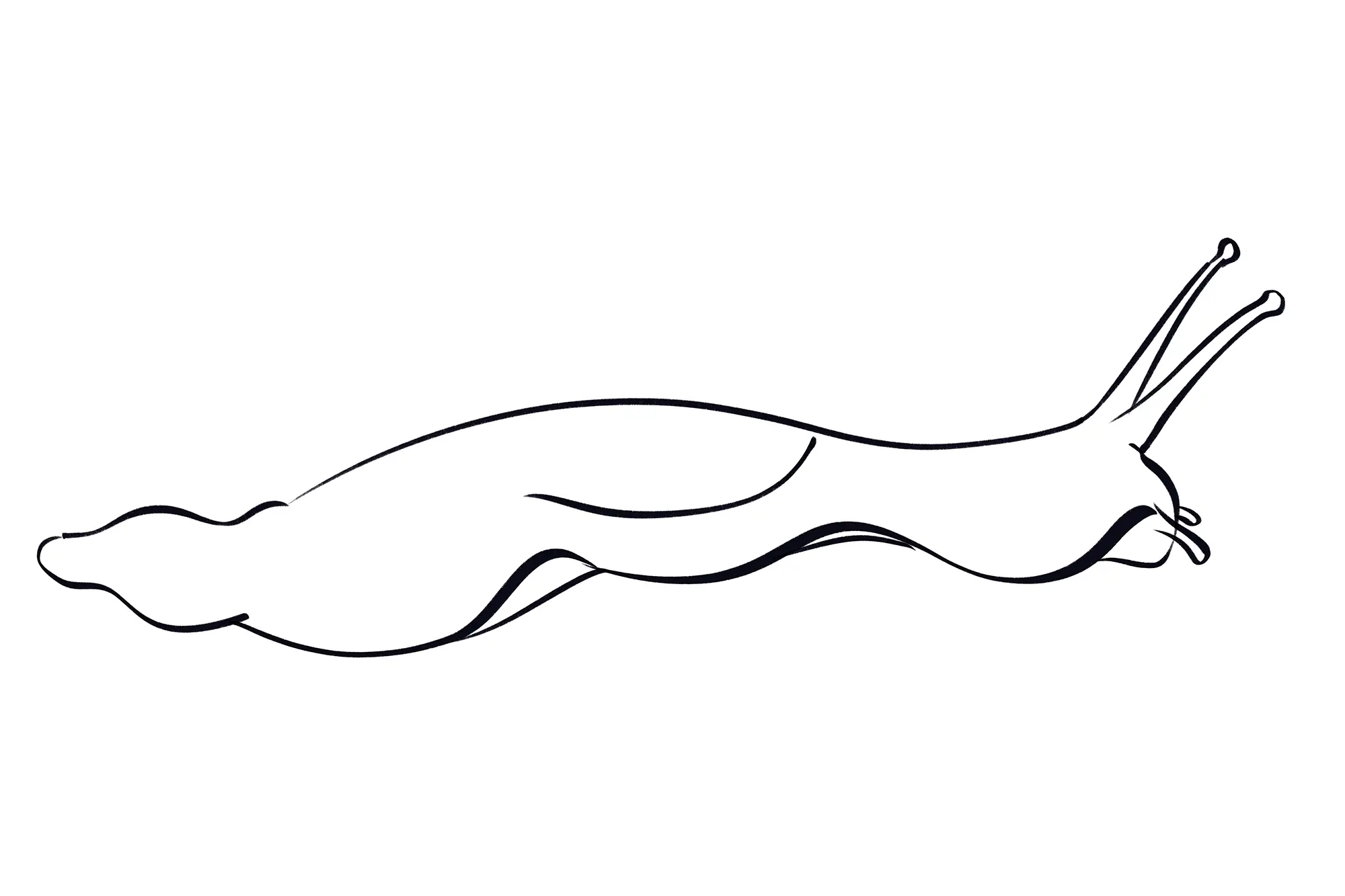 dessin du bas de la coquille d’un escargot