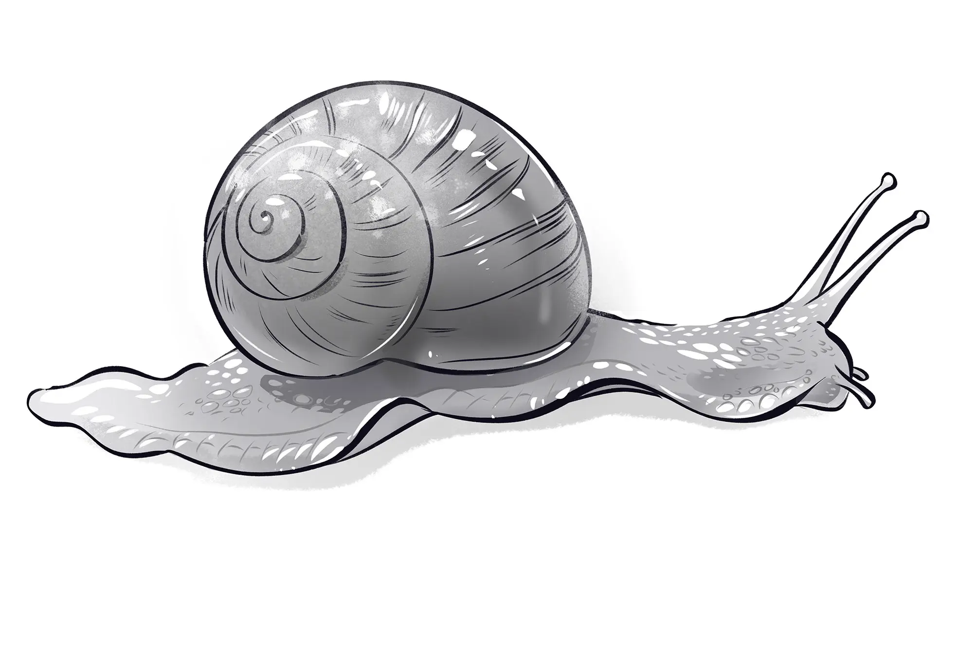 Aprende a Dibujar un Caracol Fácilmente