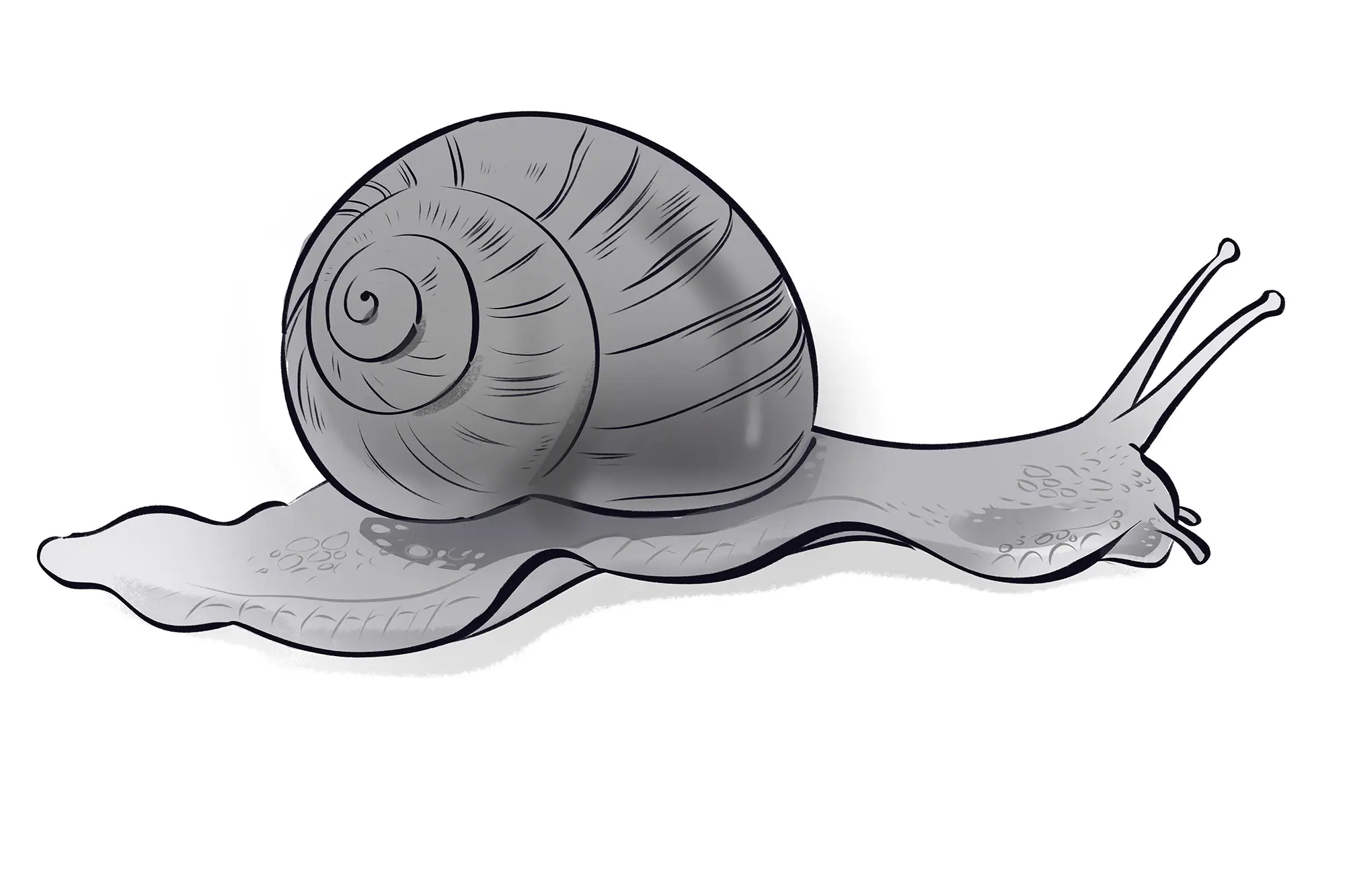 dessin des ombres de la coquille d’un escargot