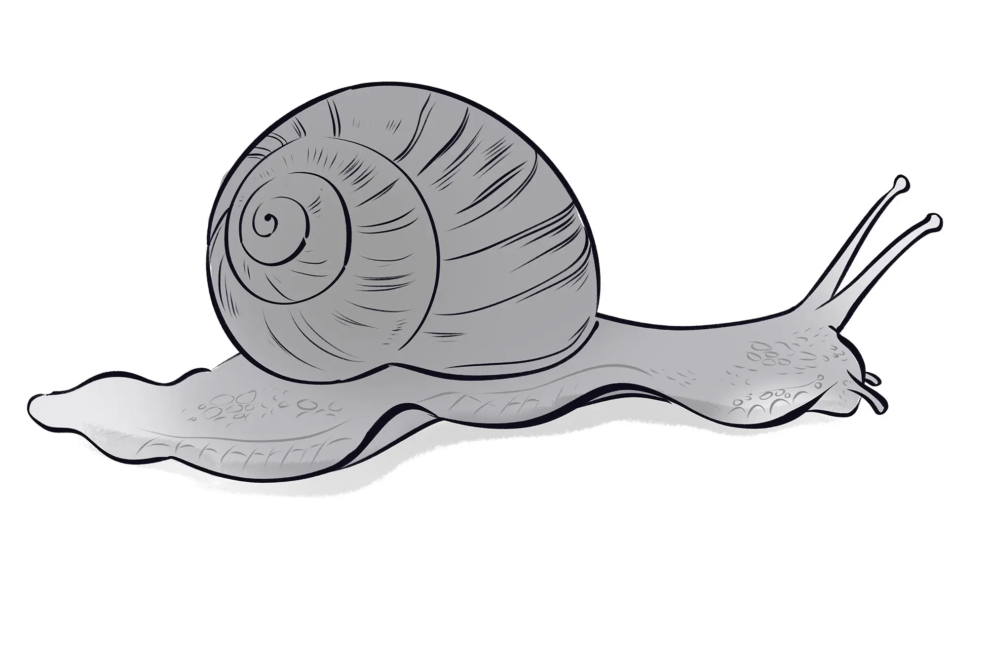 dessin des ombres d’un escargot