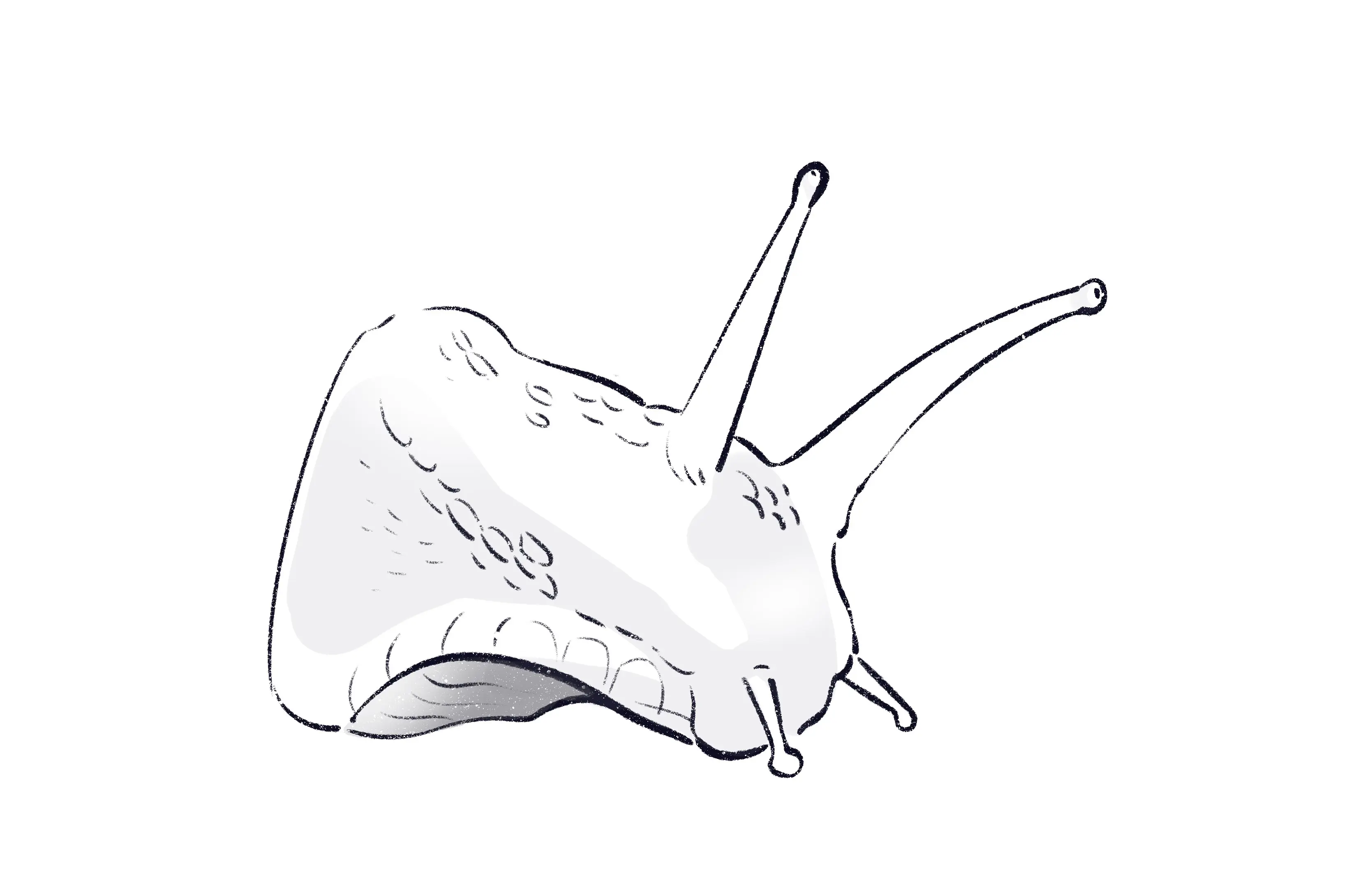 dessin des ombres de la tête d’un escargot