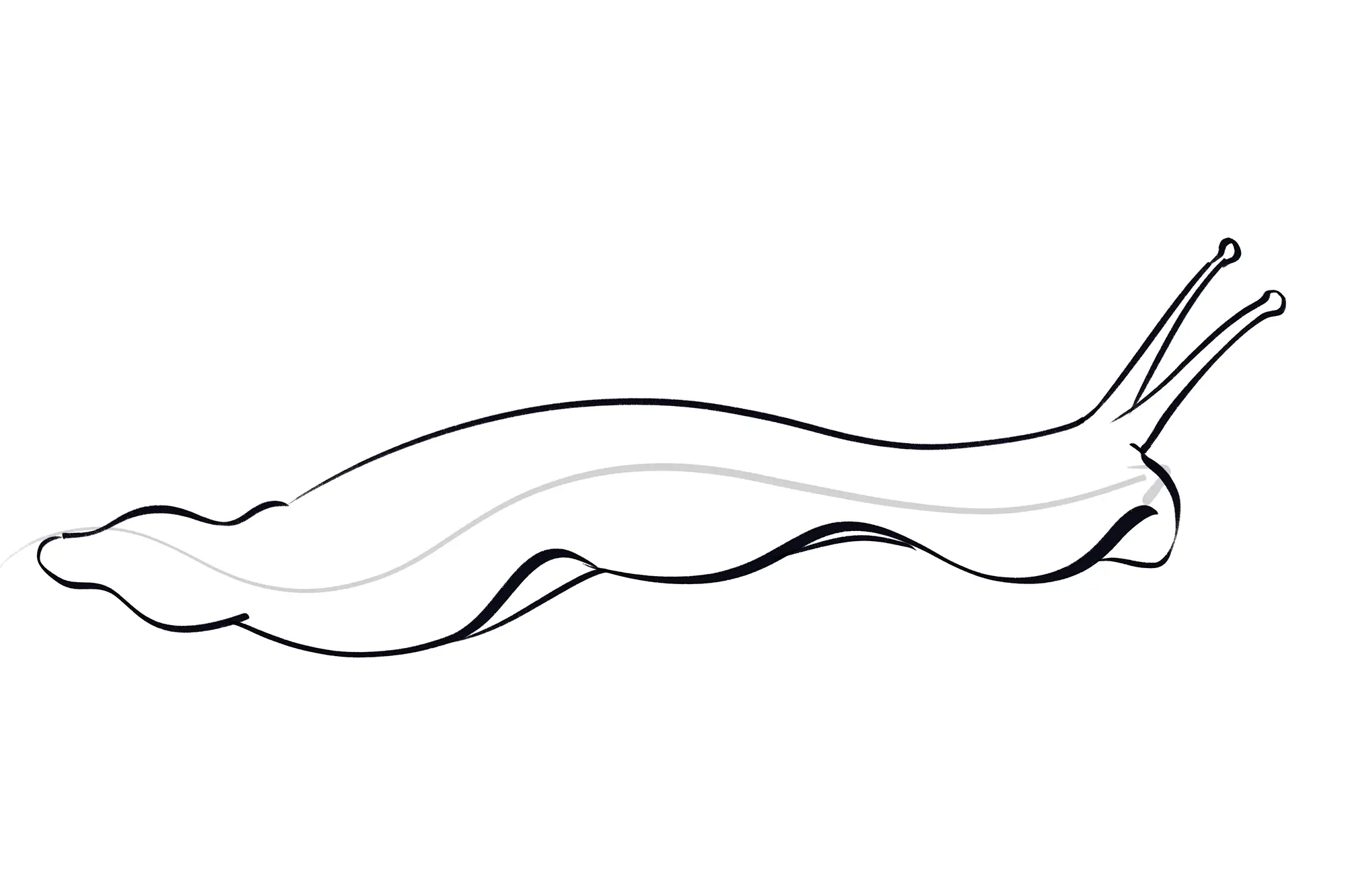 dessin du dessous du pied d’un escargot