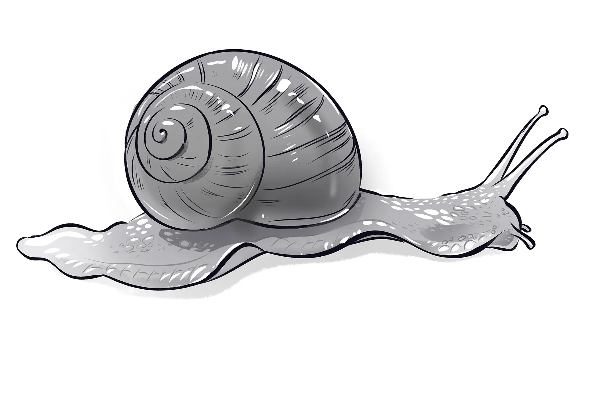 dessin des reflets d’un escargot