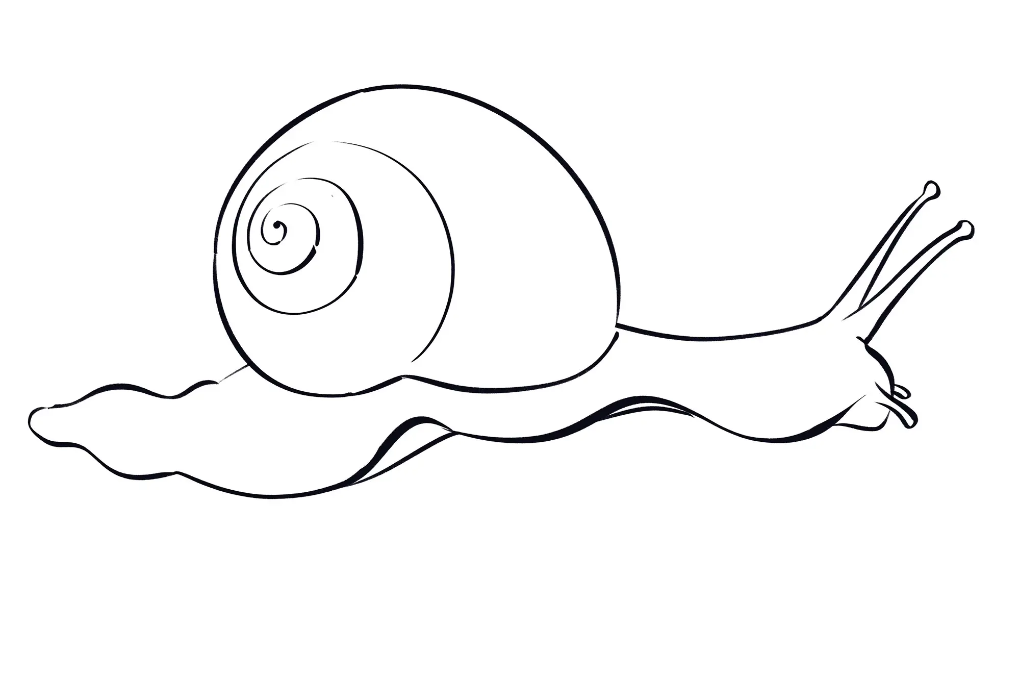 dessin de la spirale de la coquille d’un escargot