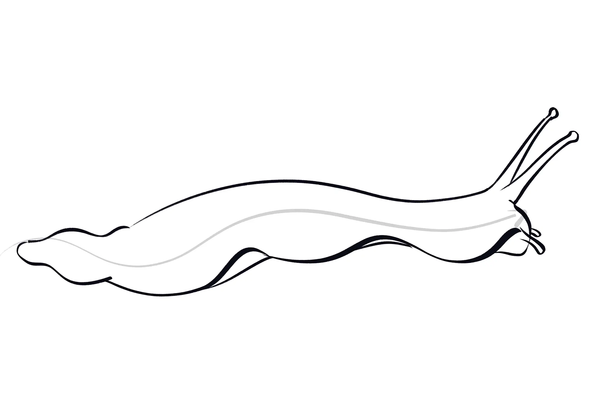 dessin des tentacules à côté de la bouche d’un escargot