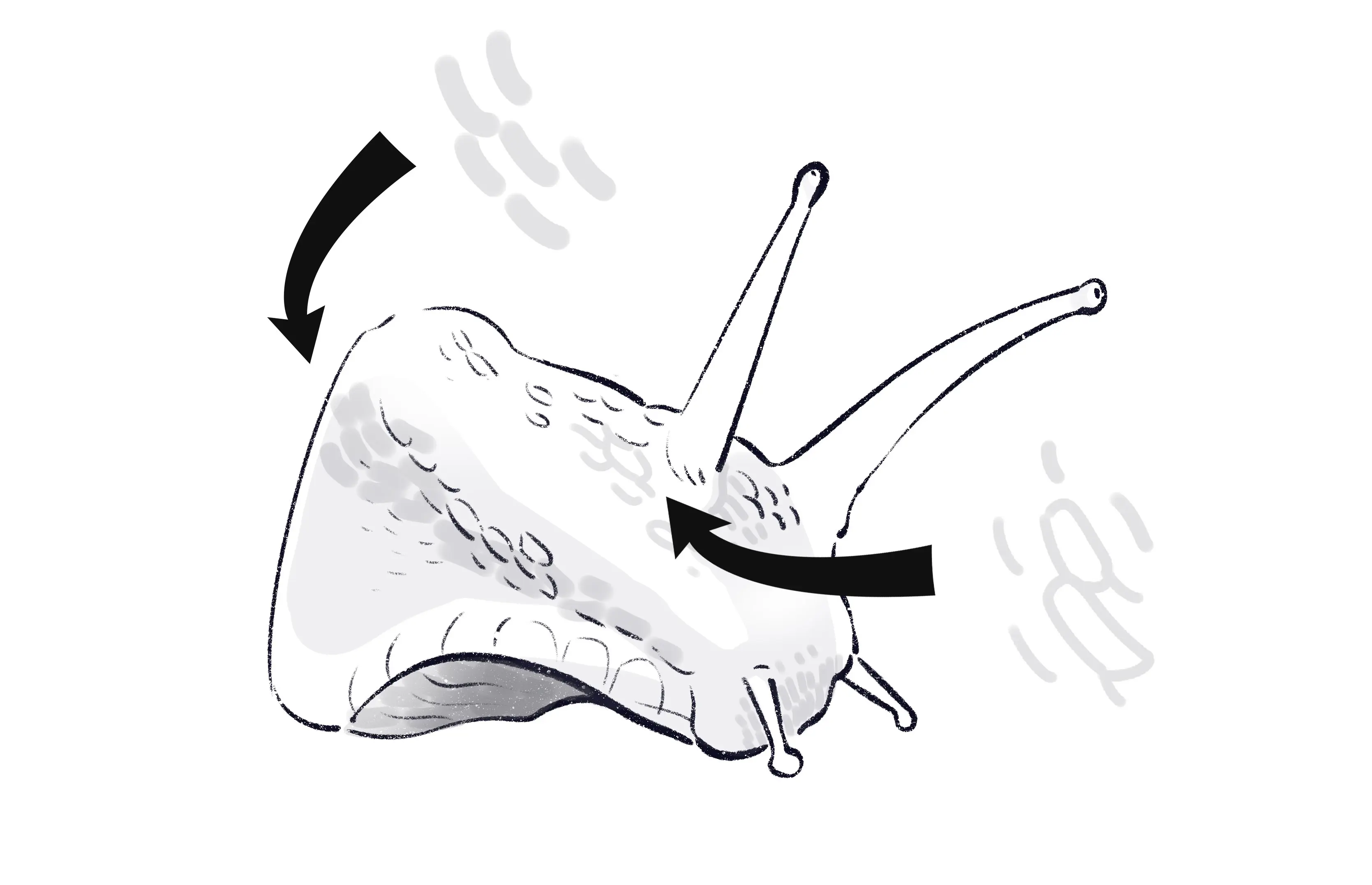 dessin de la tête d’un escargot