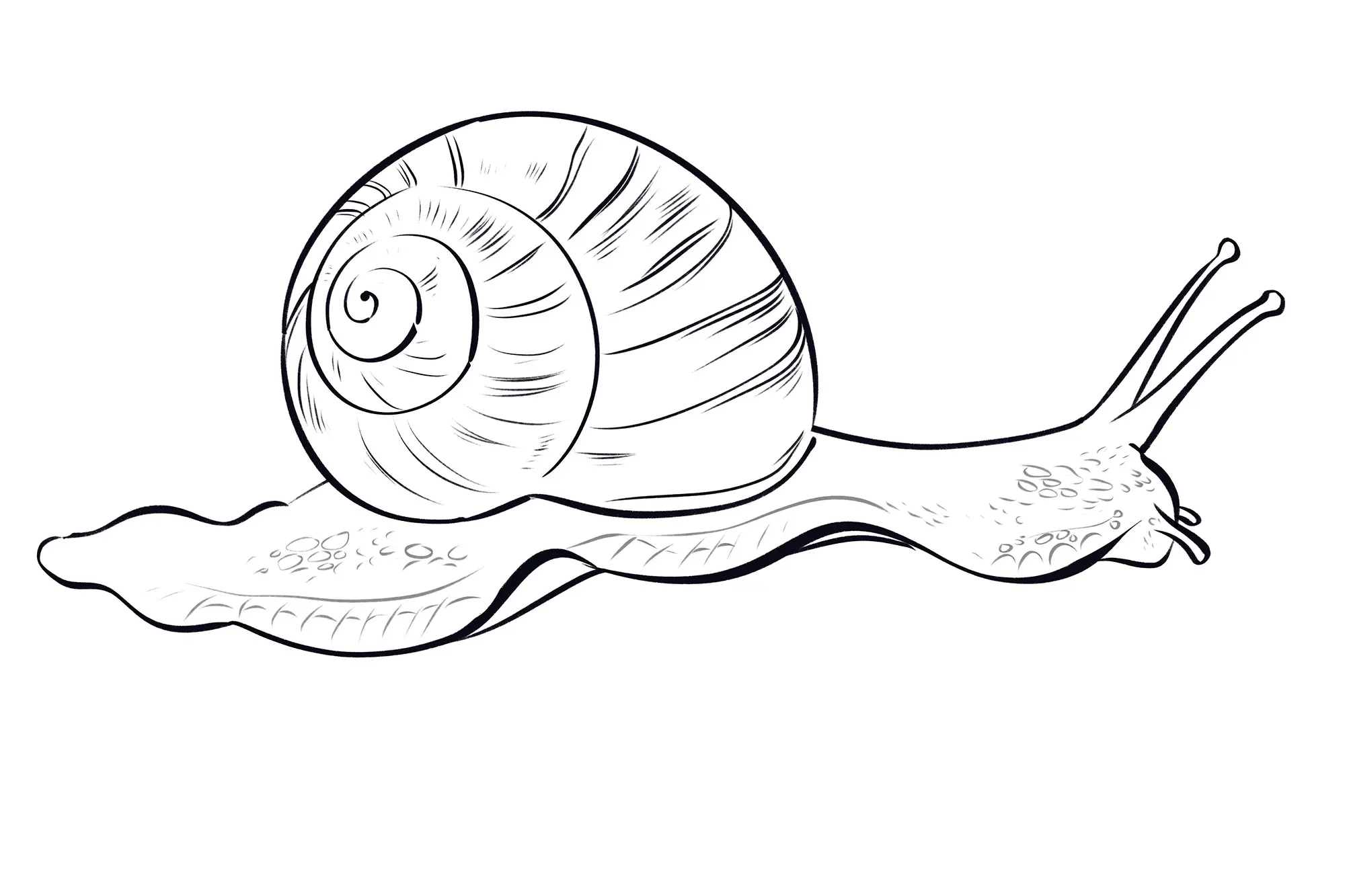 dessin de la texture d’un escargot