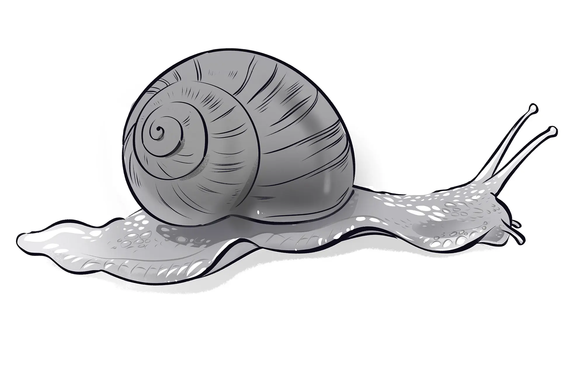 dessin de la texture de la peau d’un escargot