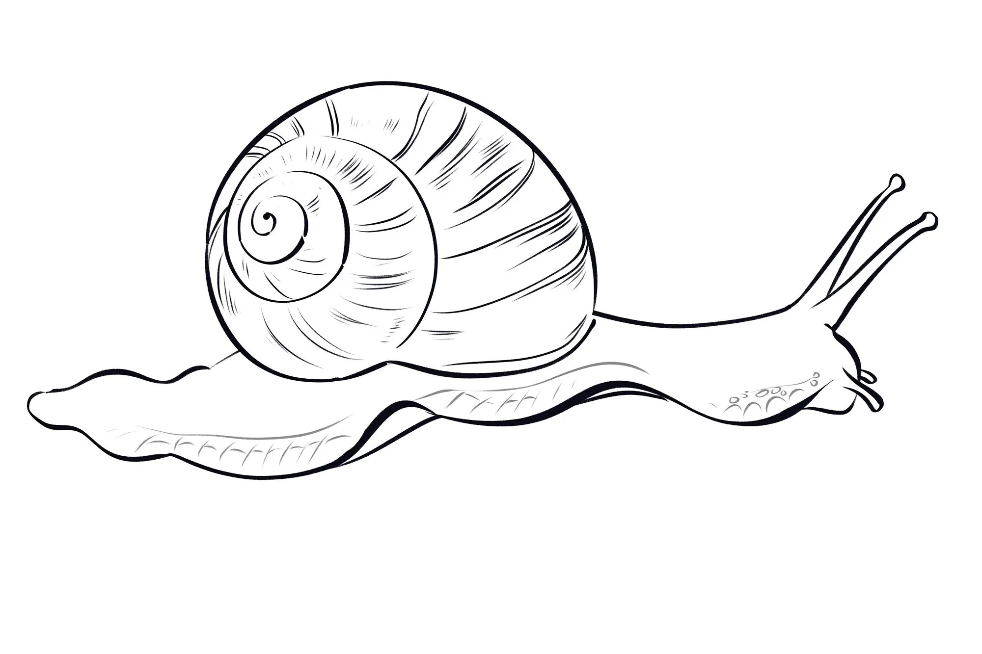 dessin de la texture du pied d’un escargot