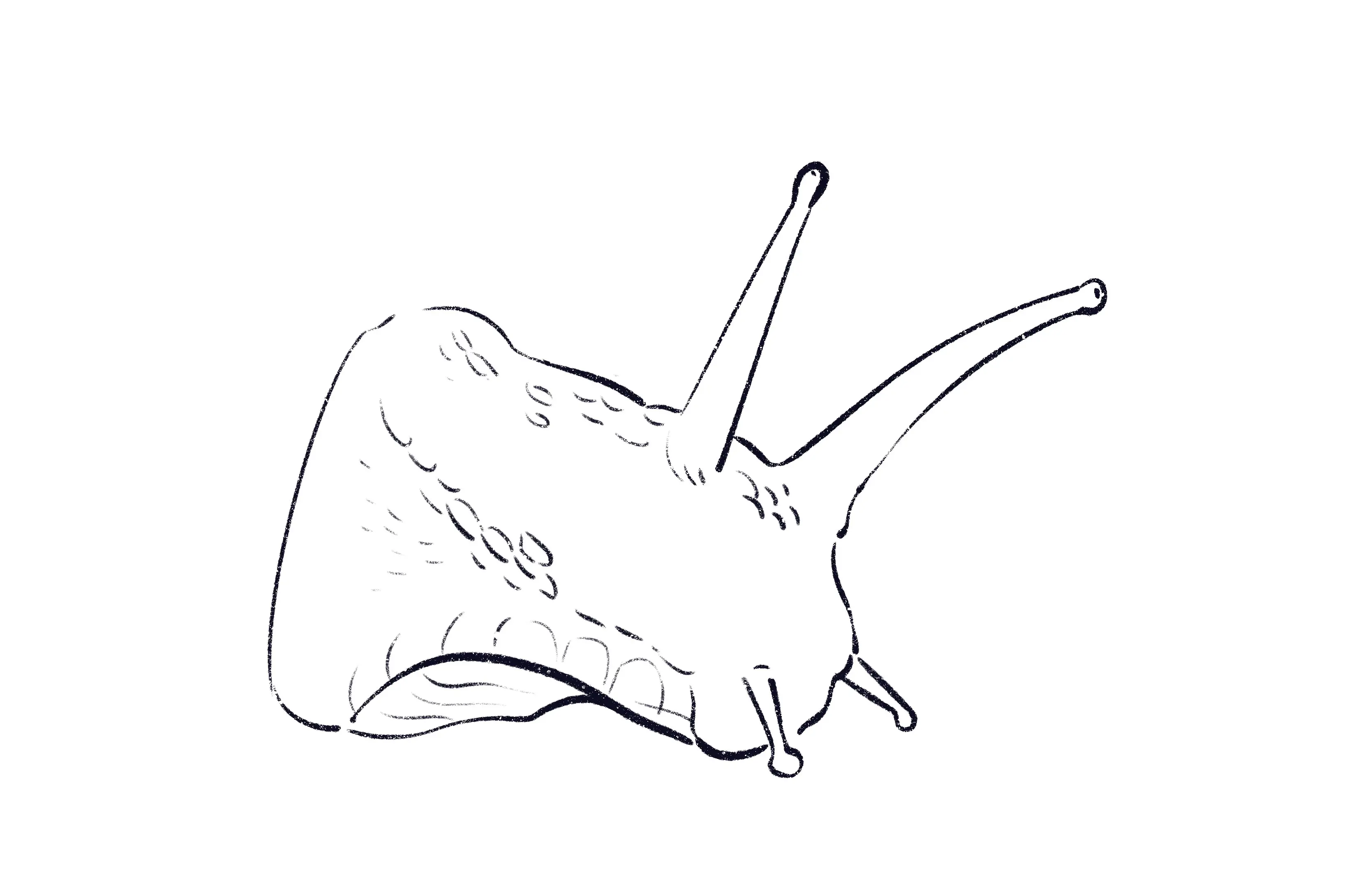 dessin de la texture de la tête d’un escargot