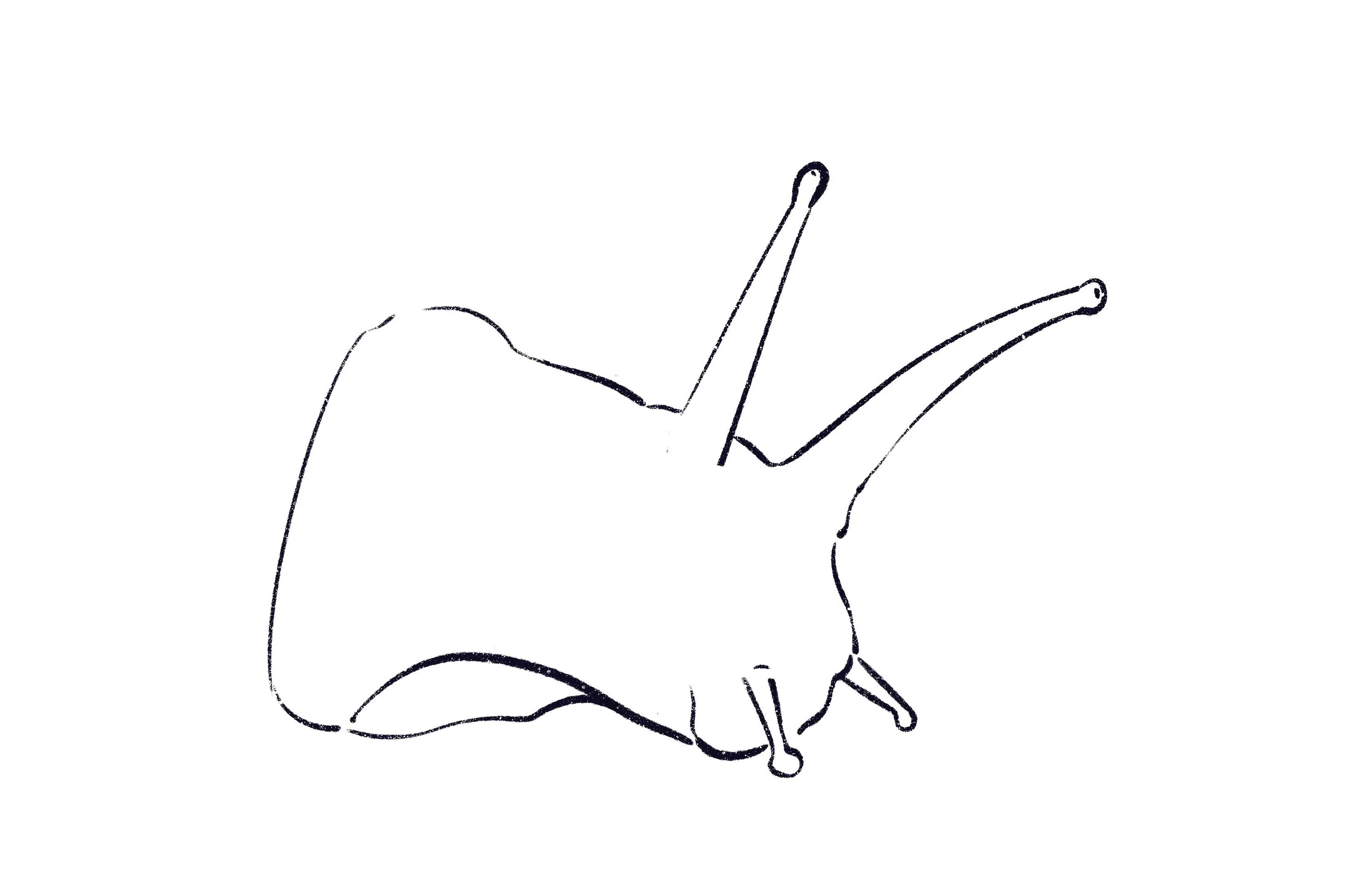 dessin de la partie ventrale d’un escargot