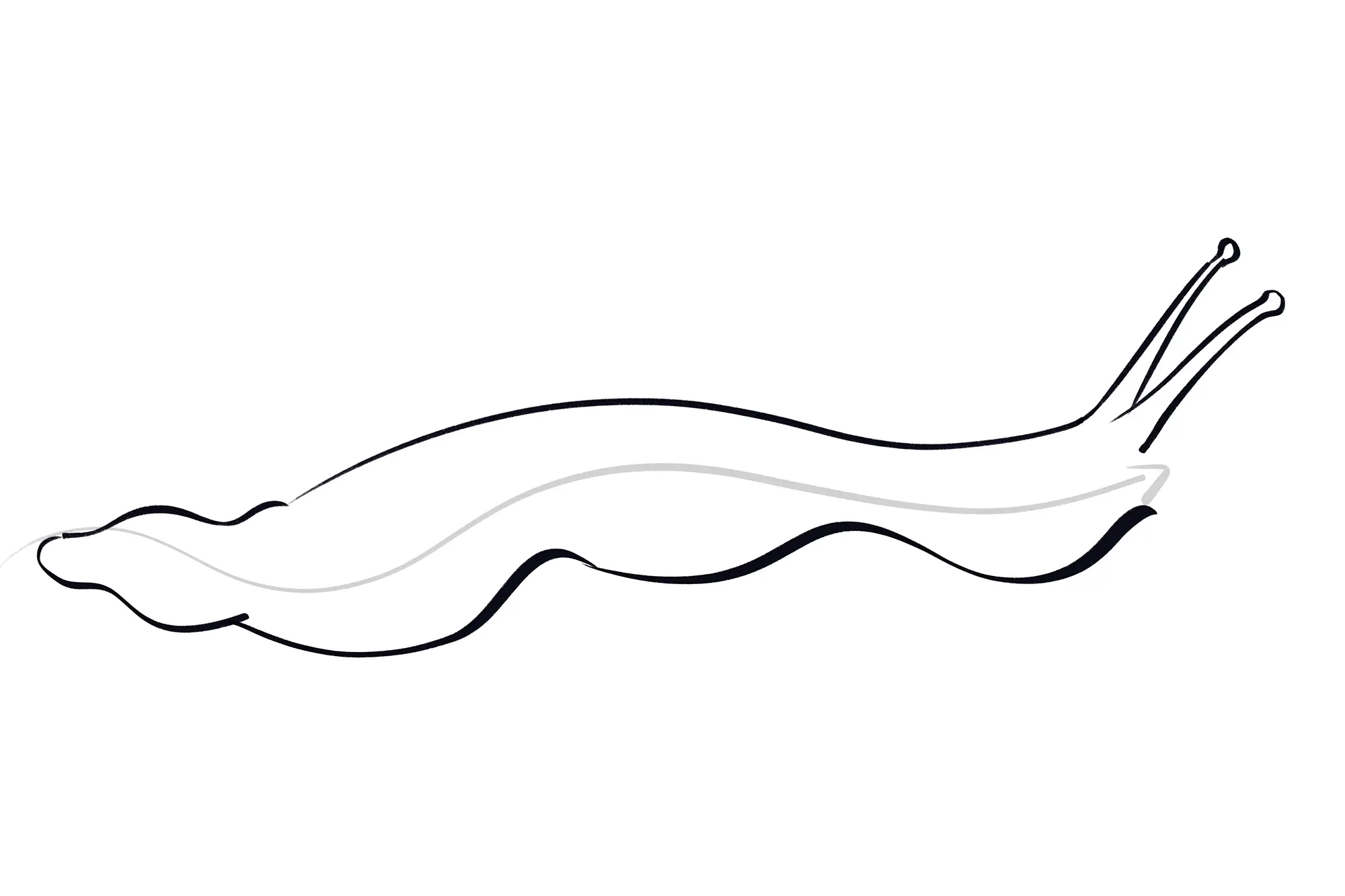 dessin des yeux d’un escargot