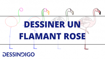 Comment dessiner un flamant rose