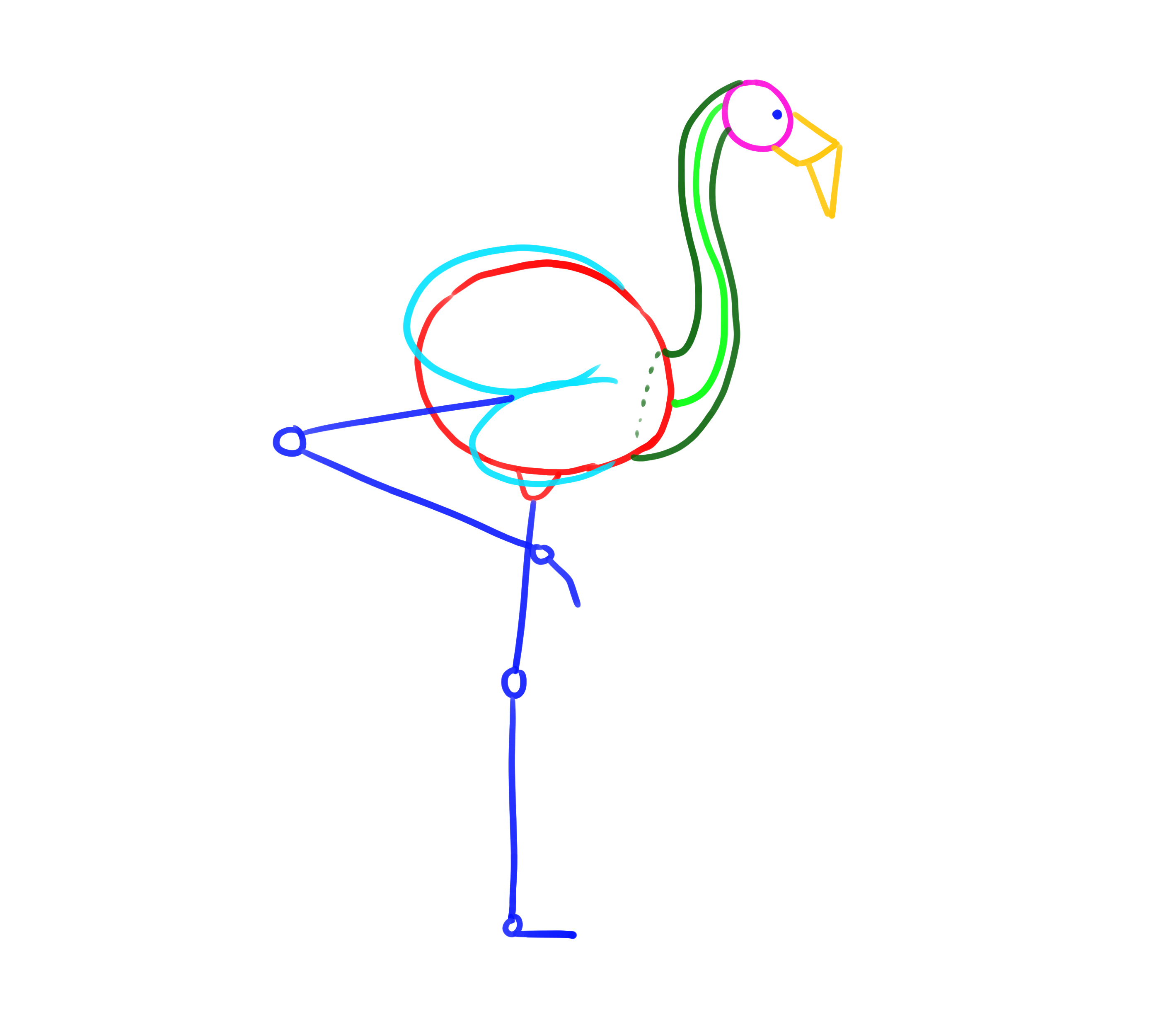 croquis de construction des plumes du flamant rose