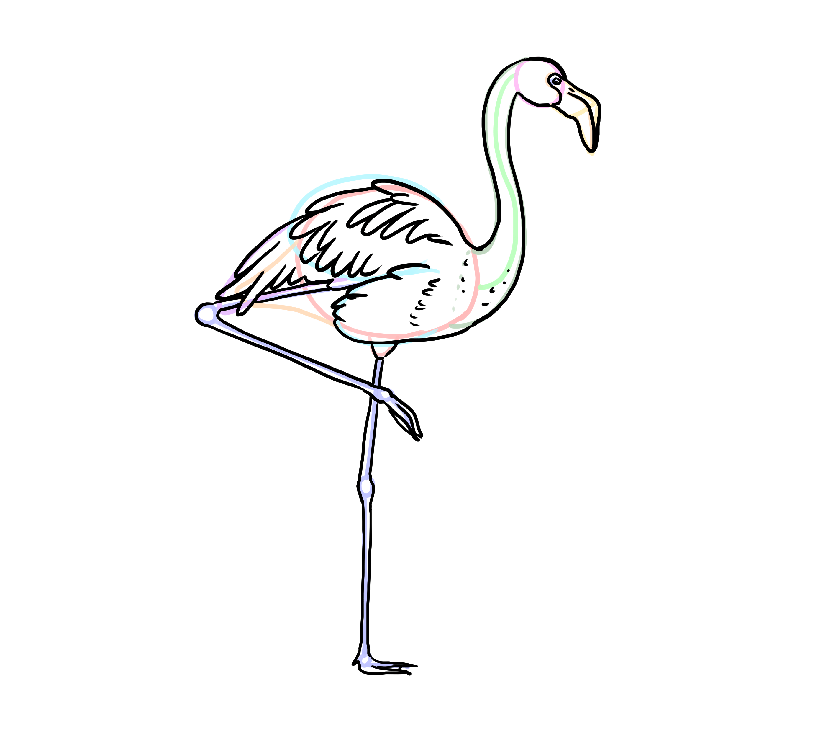 dessin des pattes du flamant rose