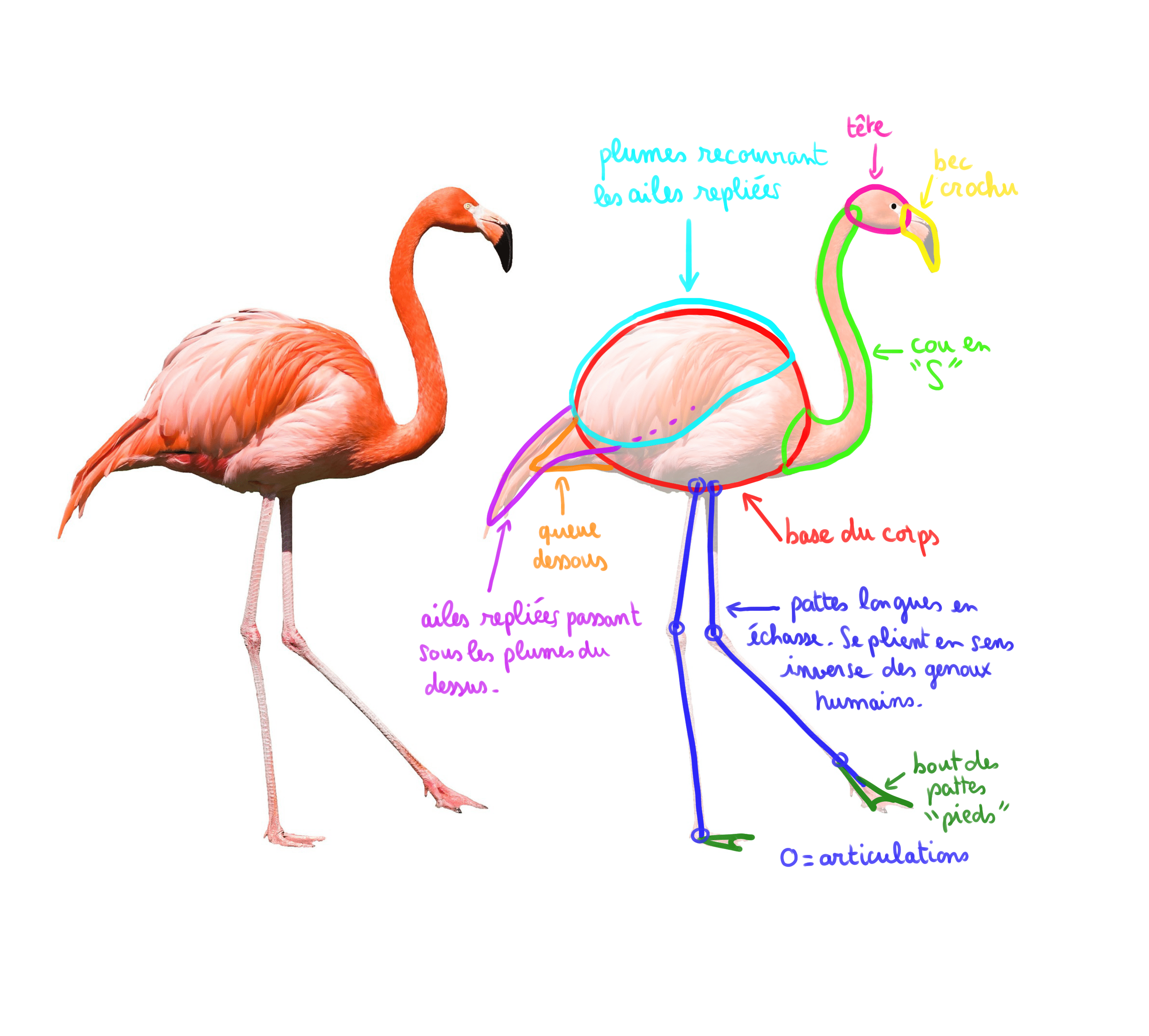 schéma d’un flamant rose