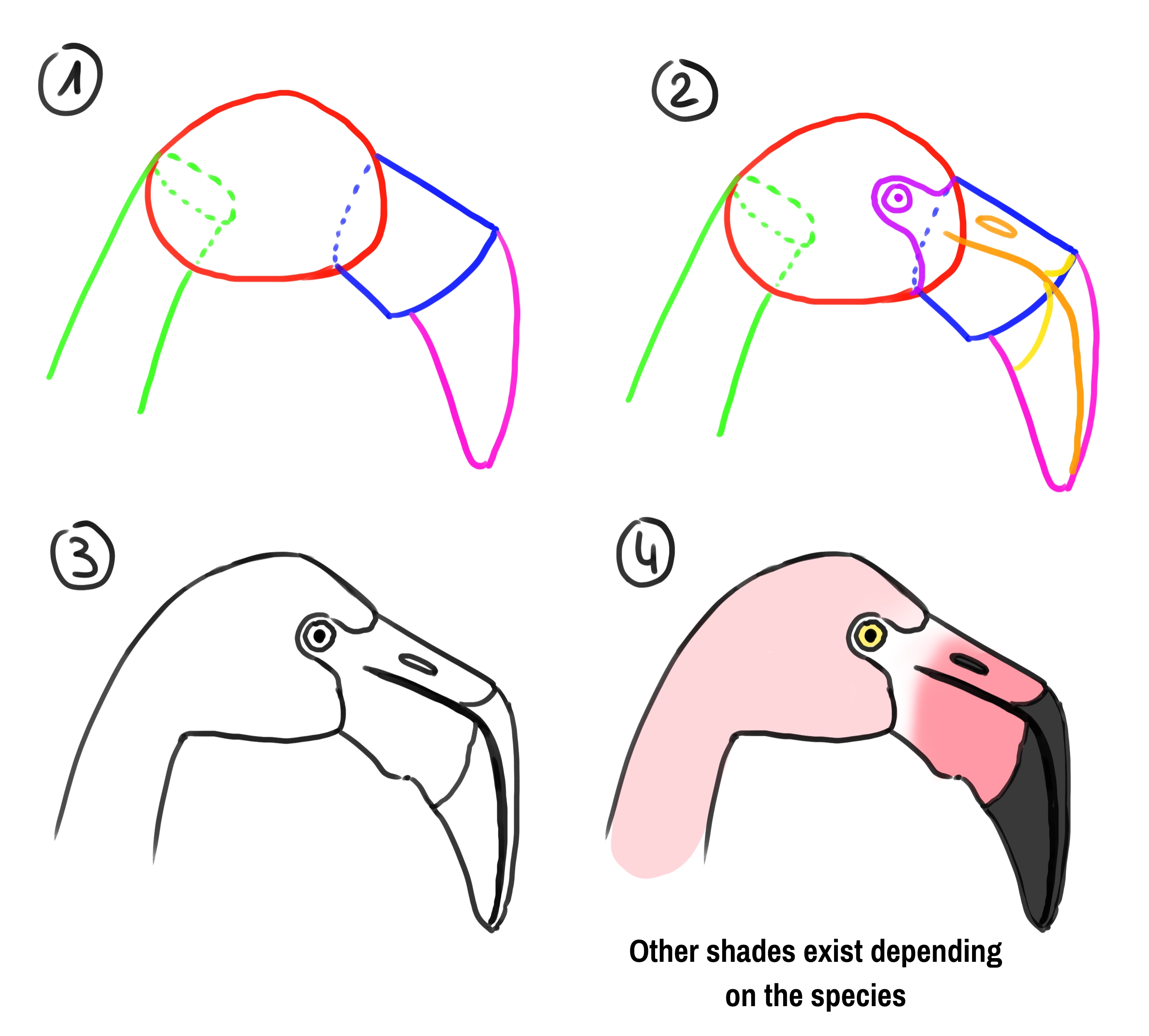image showing the composition of a flamingo's head