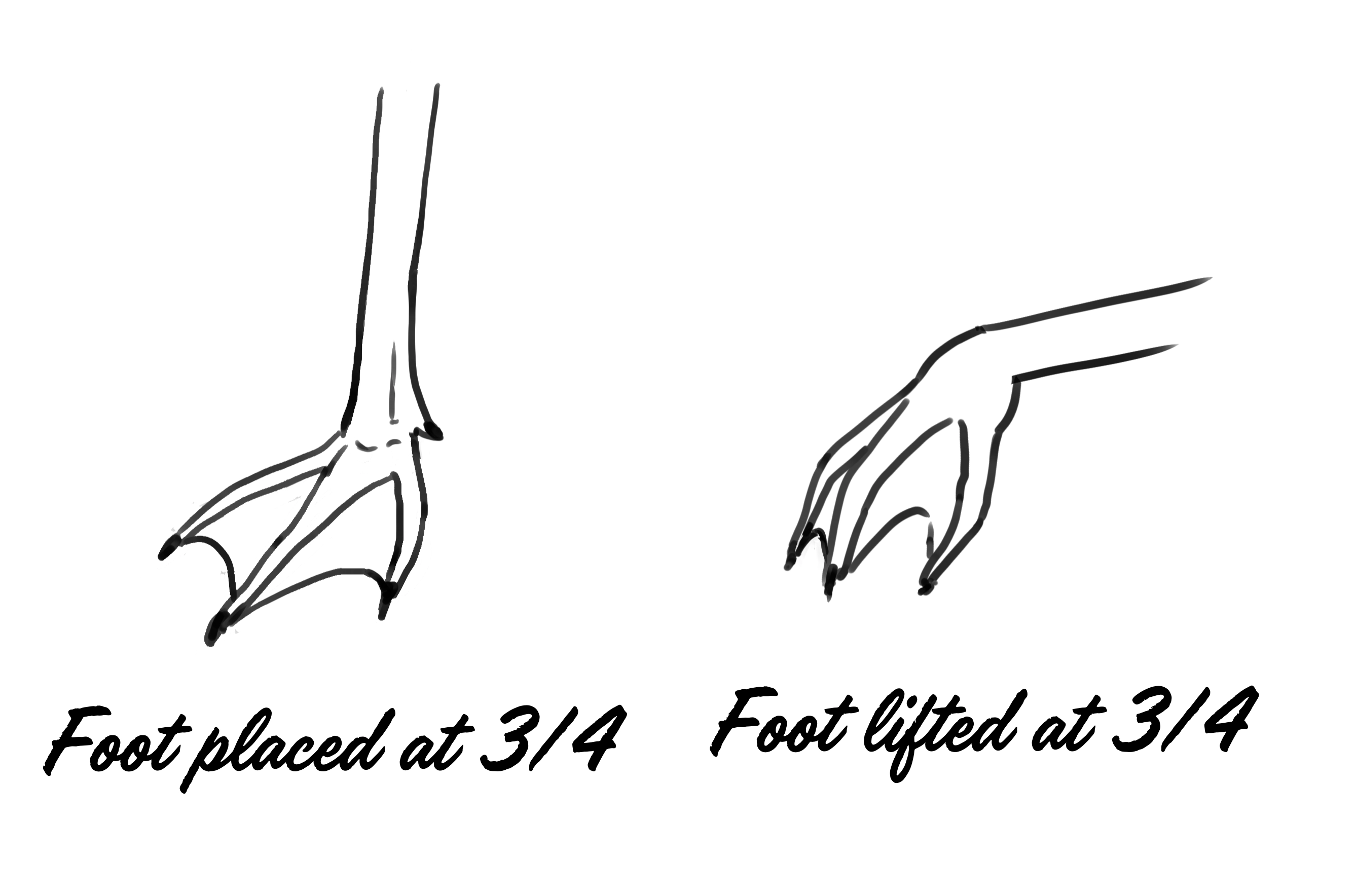 illustration of a flamingo's feet