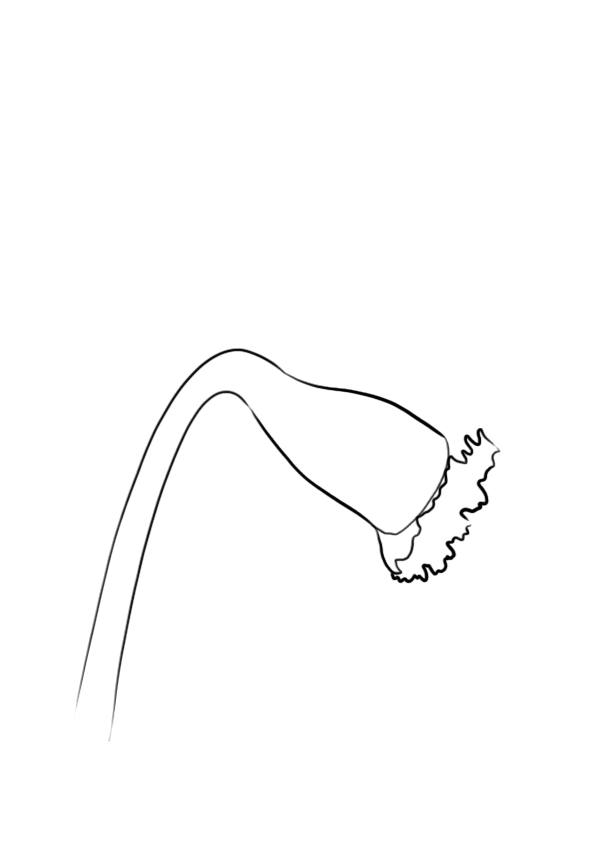 dessiner une fleur : la jonquille étape 1