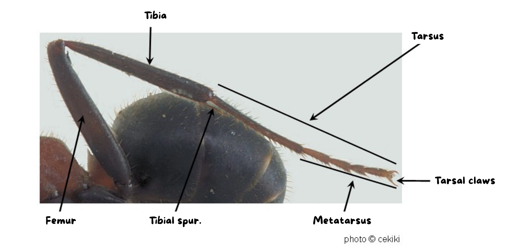 photo of an ant's legs