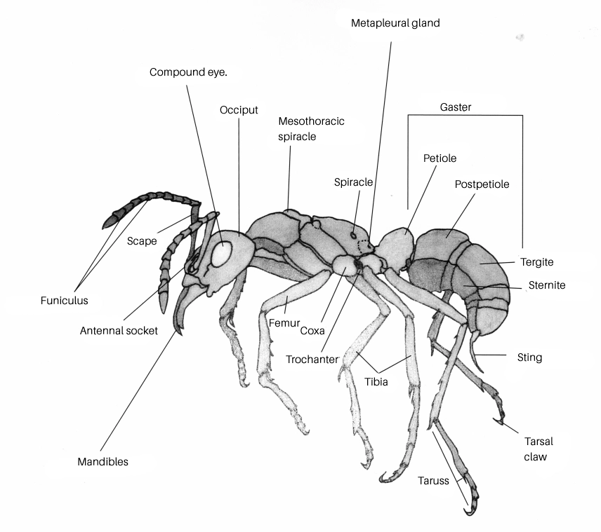 image of an ant's structure