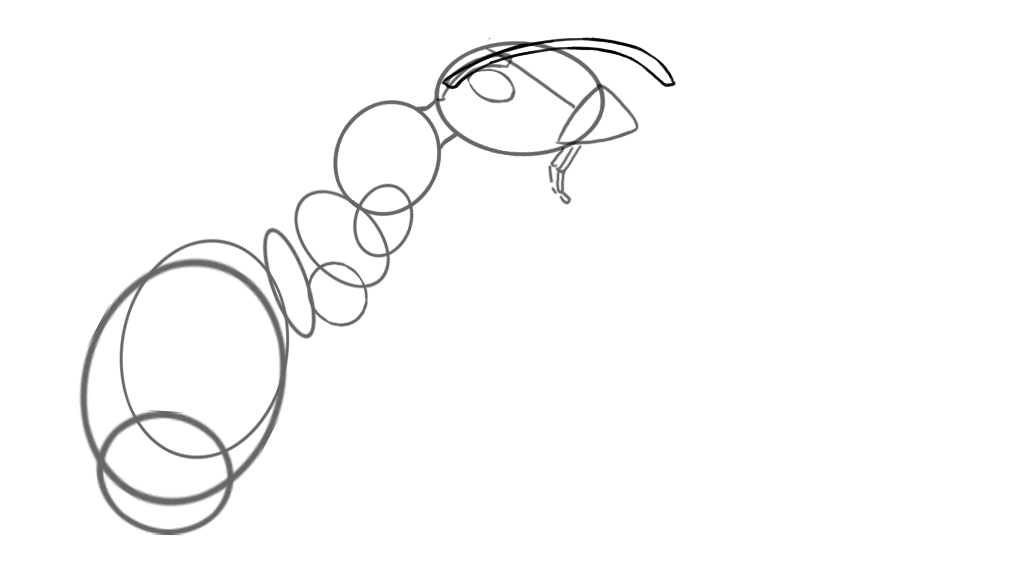 croquis des antennes d’une fourmi-2