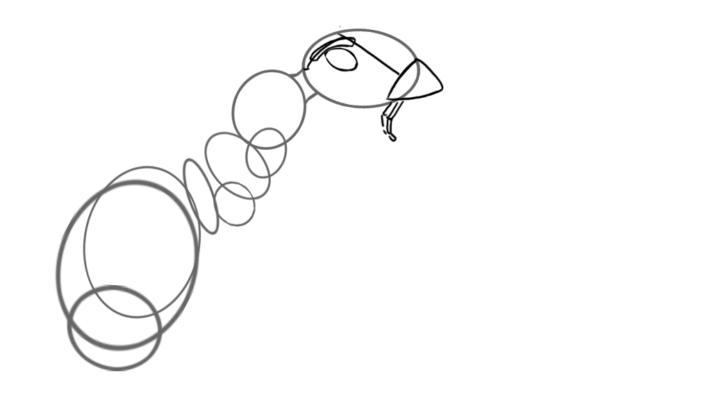 croquis des antennes d’une fourmi