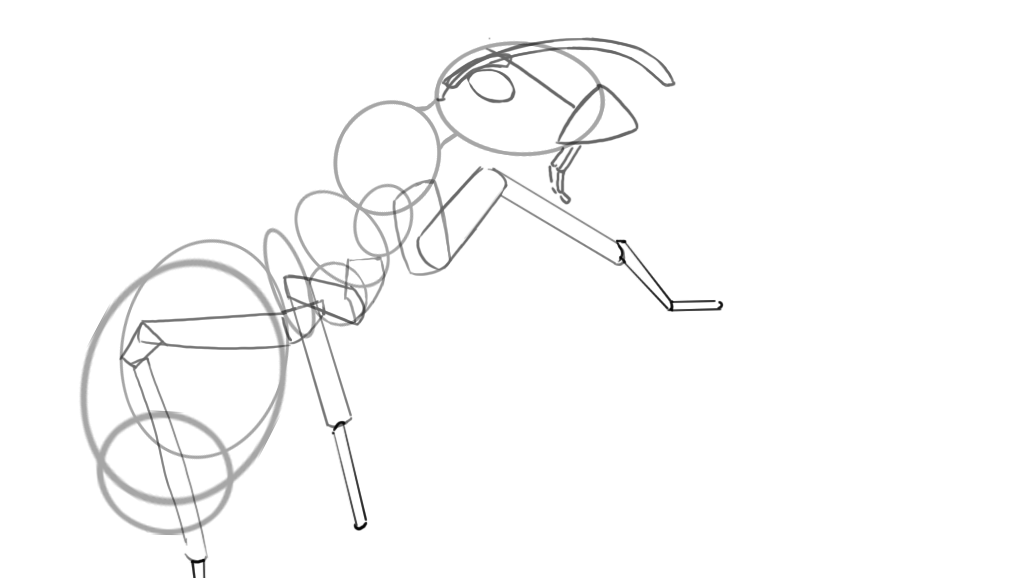 croquis des articulations d’une fourmi-3