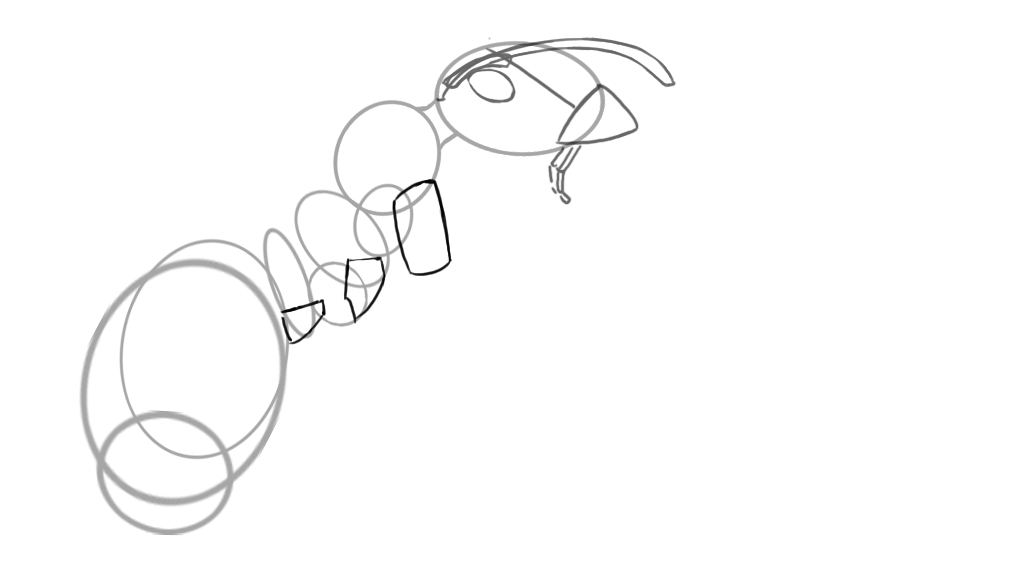 croquis des articulations d’une fourmi