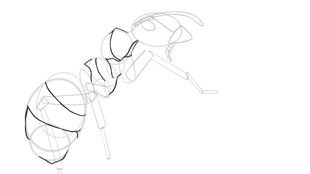 dessiner des détails sur le thorax et l’abdomen
