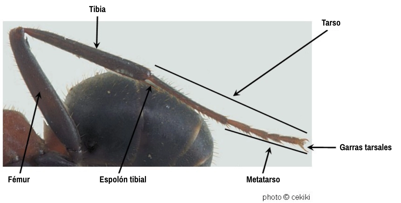 foto de las patas de una hormiga