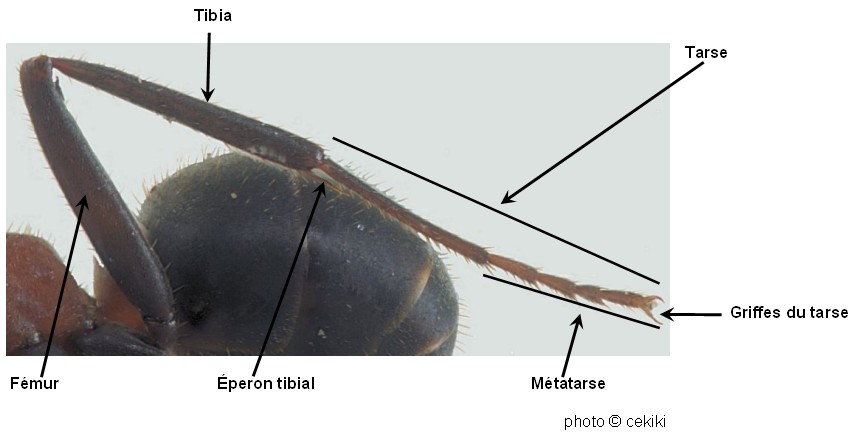 photo des pattes d’une fourmi